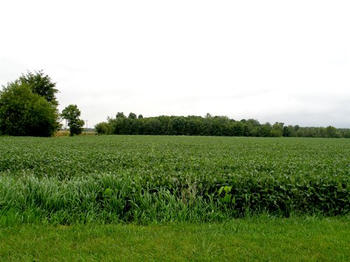 Property photo 3 - 37+/- Acre Productive Tillable Farmland Auction